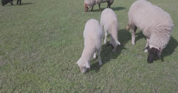 Schapen Grazen Groene Weide Zonnige Dag — Stockvideo