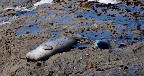 一个4K的海豹在白天躺在海滩上的镜头 — 图库视频影像
