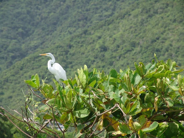 Una Gran Cigüeña Blanca Posada Sobre Árbol — Foto de Stock