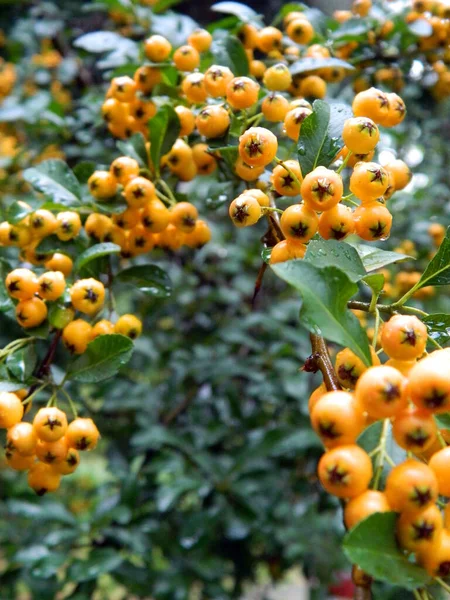 Ein Vertikaler Schuss Orangefarbener Vogelbeeren Mit Tautropfen Auf Den Blättern — Stockfoto