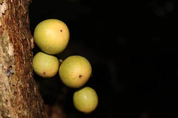 Close Cultivo Frutas Doces Deliciosas Baccaurea Motleyana Árvore — Fotografia de Stock