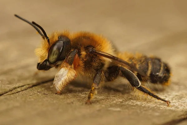 Een Closeup Van Een Mannelijke Willughby Vel Cutter Bee Megachile — Stockfoto