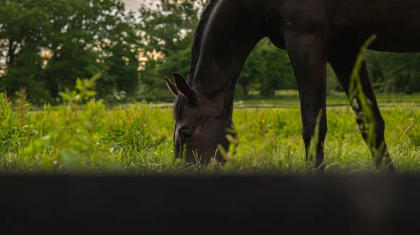 Hermoso Caballo Pastando Visto Través Una Cerca Borrosa Fondo Del — Foto de Stock