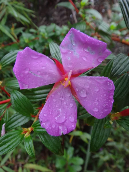 Gros Plan Une Fleur Mouillée Epilobium Roseum Sur Montagne Roraima — Photo