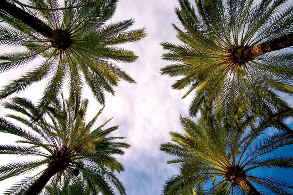 Bajo Ángulo Palmeras Bajo Cielo Luz Del Día —  Fotos de Stock