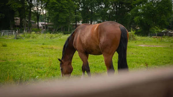 Egy Gyönyörű Kép Egy Barna Lóról Amint Legel Tanyán Hátterében — Stock Fotó