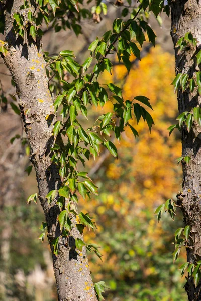 Tiro Close Tronco Árvore Fina Floresta Sob Luz Solar Brilhante — Fotografia de Stock