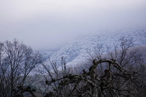 Bel Colpo Montagne Innevate Visibili Attraverso Una Foresta Asciutta — Foto Stock