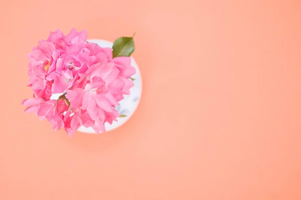 Piękne Różowe Pelargonie Kwiaty Wazonie Pomarańczowej Powierzchni — Zdjęcie stockowe