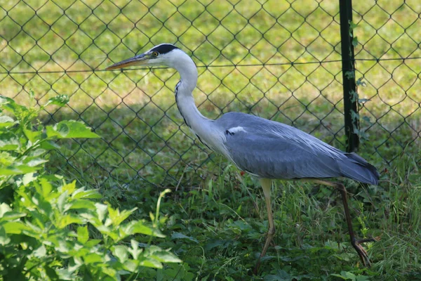 Gros Plan Héron Dans Une Prairie Verte — Photo