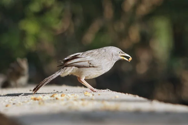 Suave Foco Balbuceador Selva Posado Una Cornisa Con Pedazo Comida — Foto de Stock