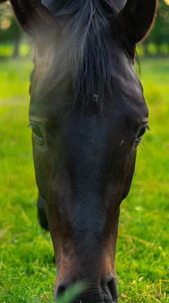 Ett Porträtt Vacker Brun Häst Som Betar Bondgård — Stockfoto