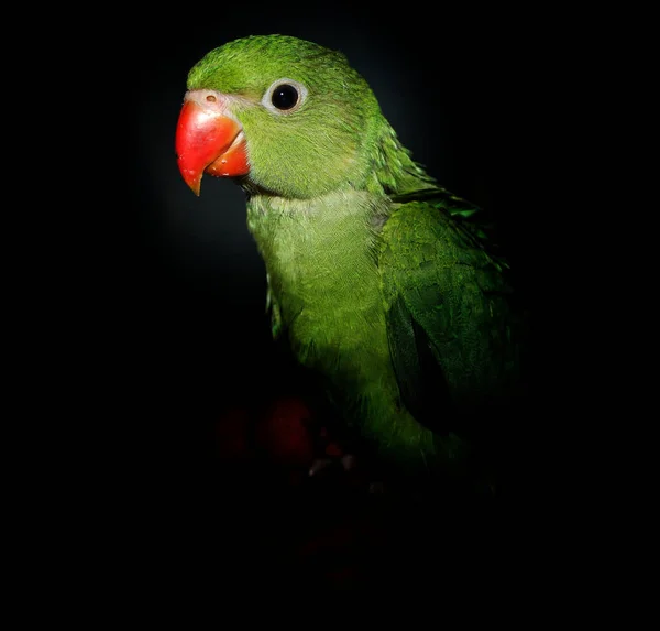 一只黑色背景的绿色爱情鸟的特写镜头 — 图库照片