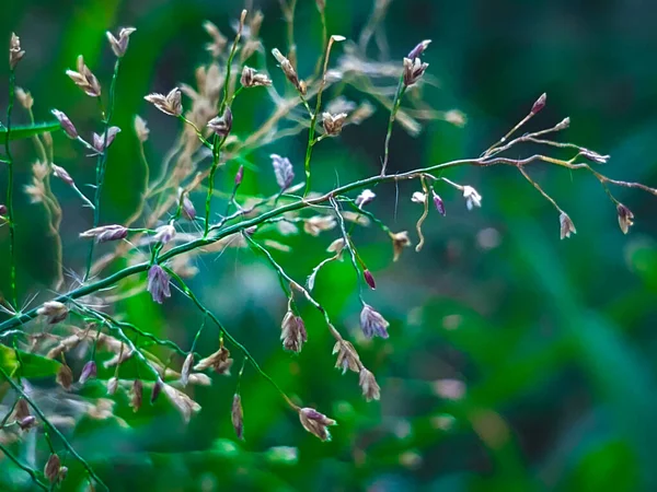 Sebuah Gambar Tanaman Kecil Dengan Bunga — Stok Foto