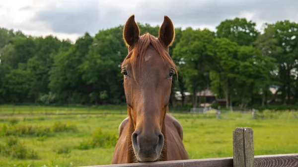 Piękne Ujęcie Brązowego Konia Stojącego Farmie Tle Nieba — Zdjęcie stockowe