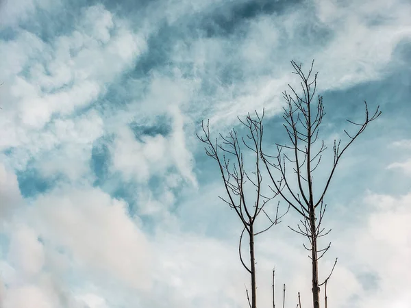 曇り空を背景に春に乾燥した木のカップル — ストック写真