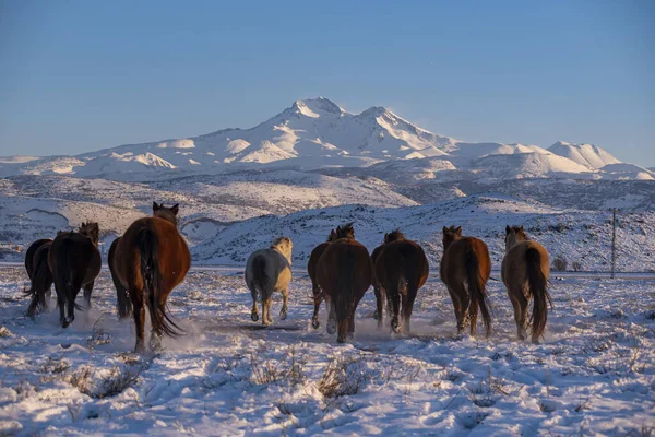 Vadlovak Egy Csoportja Egy Havas Réten Mount Erciyes Közelében Kayseriben — Stock Fotó