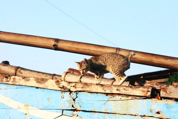 Gato Listrado Bonito Andando Metal Enferrujado — Fotografia de Stock
