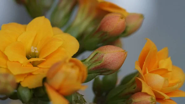 Een Selectieve Focus Shot Van Kalanchoë Bloemen Met Gele Oranje — Stockfoto