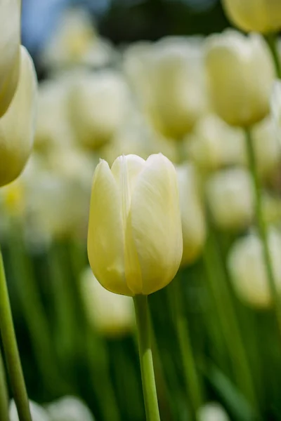 Pionowe Wybiórcze Ujęcie Ostrości Pięknych Tulipanów — Zdjęcie stockowe