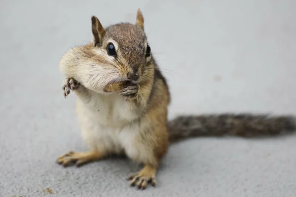 Nahaufnahme Eines Eichhörnchens Beim Essen Von Nüssen Auf Grauem Hintergrund — Stockfoto