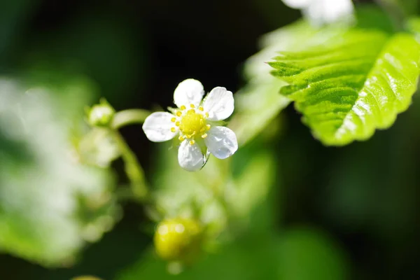 Close Shot Beautiful White Flower Forest Strawberry — Stock Photo, Image