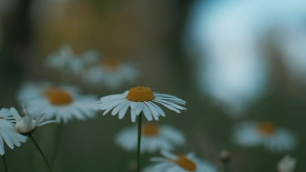 Een Close Uitzicht Van Kamille Zwaaiend Wind Tuin — Stockvideo