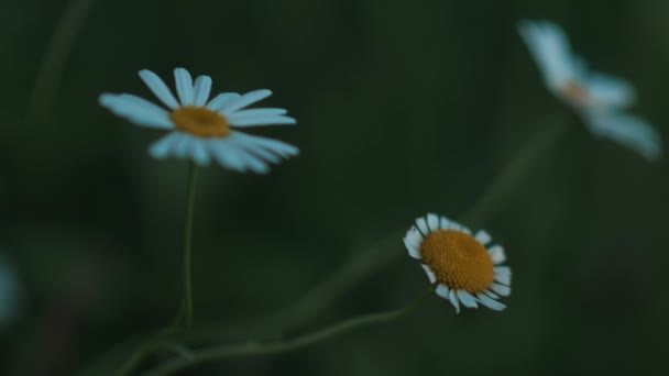 Detailní Pohled Heřmánky Houpající Větru Zahradě — Stock video