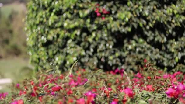 Een Shot Van Een Prachtig Park Met Frisse Roze Bloemen — Stockvideo