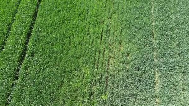 Video Aéreo Campo Brillante Hierba Alta Verde Día Soleado Campo — Vídeo de stock