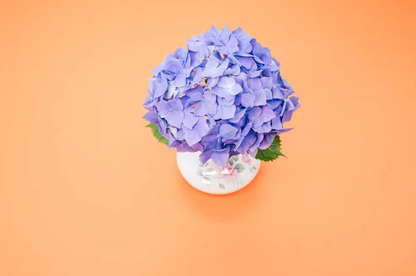 Een Close Shot Van Blauwe Hortensia Oranje Achtergrond Met Een — Stockfoto