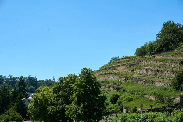 Pemandangan Kebun Anggur Yang Indah Maulbronn Jerman — Stok Foto