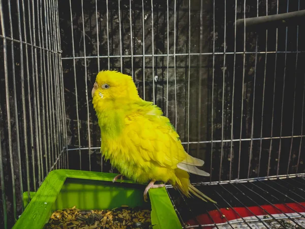 Растрепанный Желтый Попугай Сидит Клетке Кормушке — стоковое фото