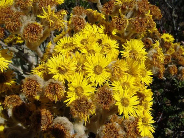 Closeup Shot Wild Blooming Coltsfoot Flowers — Stock Photo, Image