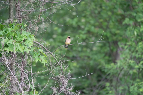 Eine Nahaufnahme Eines Schönen Vogels Auf Einem Baum — Stockfoto