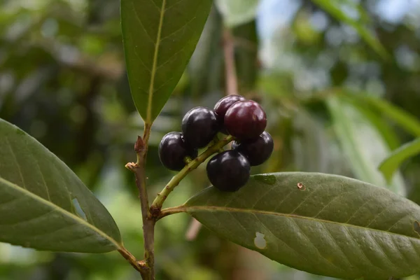 Closeup Shot Juicy Cherries Green Leaves Blurred Background — Stock Photo, Image