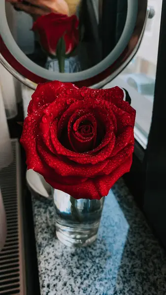 Close Uma Bela Rosa Vermelha Brilhante Com Gotas Água Vaso — Fotografia de Stock