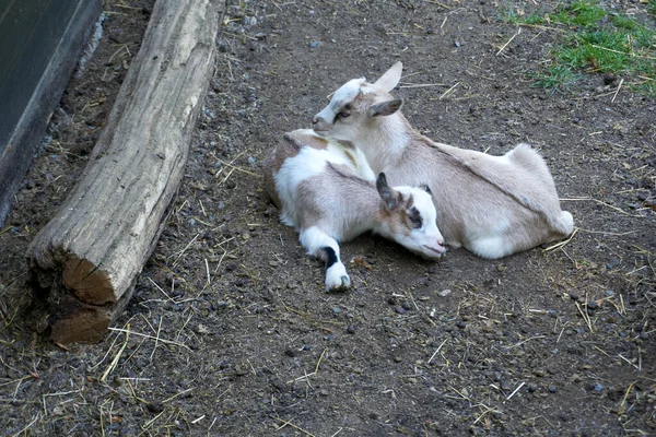 Výstřel Malých Roztomilých Koz — Stock fotografie