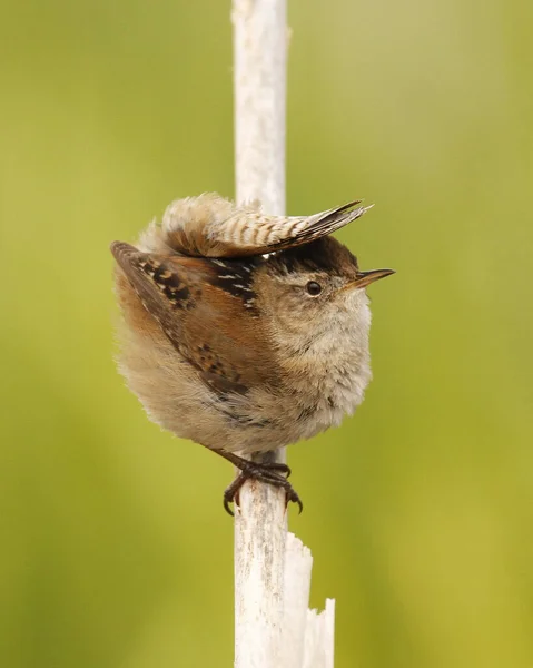 Vertikal Bild Ett Hus Wren Uppflugen Utomhus Dagsljus — Stockfoto