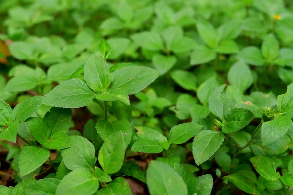 Närbild Bild Gröna Blad Som Växer Ett Skogsgolv — Stockfoto