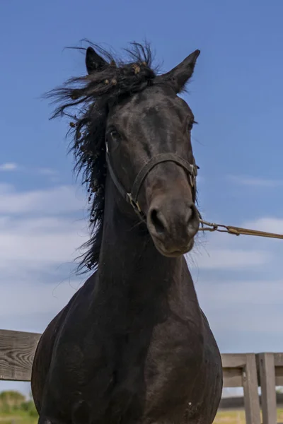 背景に青い空の黒い馬の屋外の垂直ショット — ストック写真