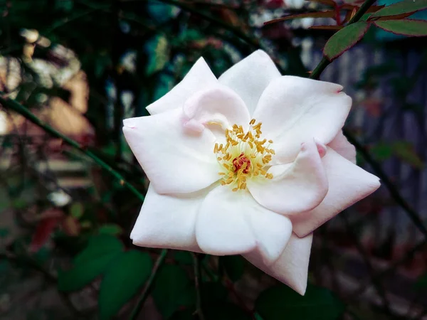 Primer Plano Jardín Rosa Claro Que Crece Jardín — Foto de Stock