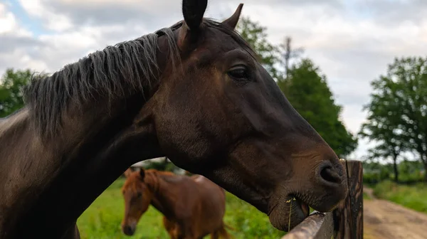 Egy Gyönyörű Kép Egy Barna Lóról Amint Tanyán Áll Hátterében — Stock Fotó