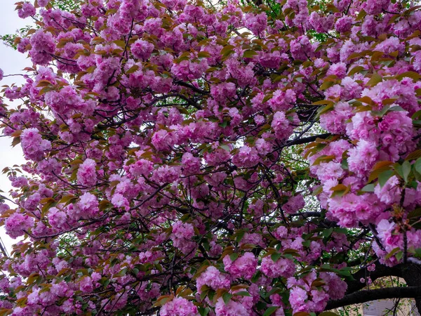 Primer Plano Hermosas Flores Cerezo Ramas Árboles — Foto de Stock