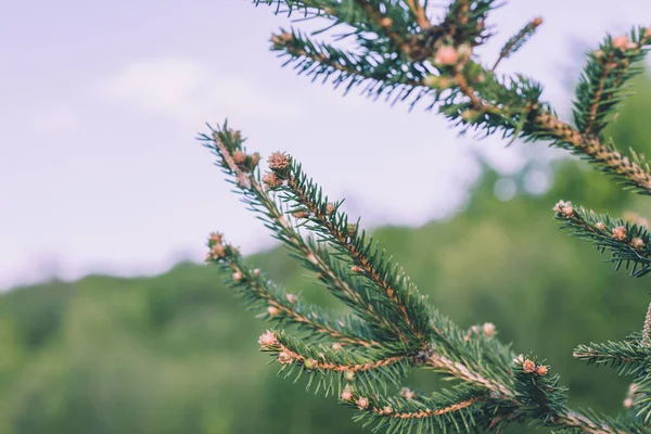 Detailní Záběr Smrk — Stock fotografie