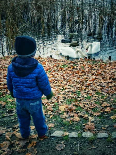 Egy Függőleges Felvétel Egy Fiúról Amint Hattyúkat Néz Parkban — Stock Fotó