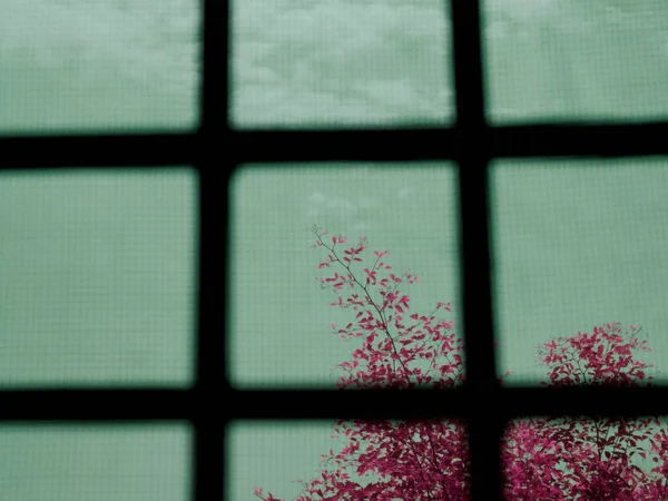 Árbol Con Flores Rosadas Detrás Ventana Cerca — Foto de Stock