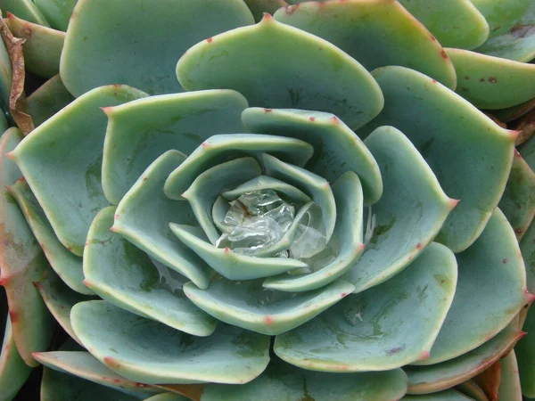 Primo Piano Una Succulenta Fioritura — Foto Stock