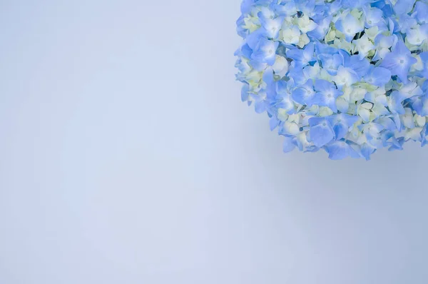 青い表面に花瓶に美しい青いアジサイの花 — ストック写真