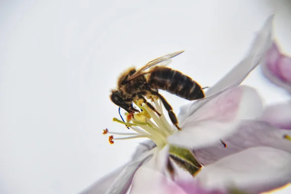 Közelkép Egy Méhről Amint Beporoz Egy Lila Virágot Fehér Alapon — Stock Fotó